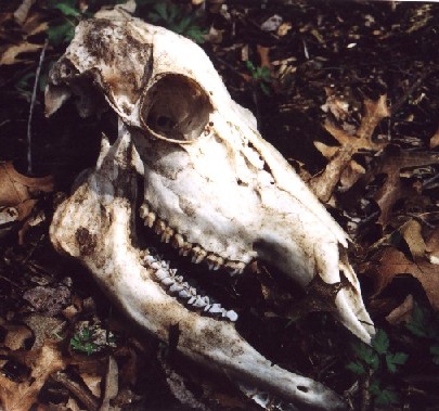 whitetail deer skull. these whitetail winter