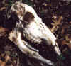 Sheds01DeerWhitetailDoeSkull.jpg (59156 bytes)