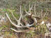 Sheds02DeerWirth_Pile.JPG (138462 bytes)