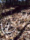 Sheds02Deerchaska_on_ground.jpg (91357 bytes)