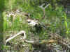 Sheds02Deergv_back.jpg (151858 bytes)