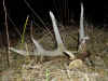 Sheds2007DeerLamppaBigOldChewed.jpg (198322 bytes)