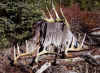 Sheds2007DeerMLWhitetailStump.jpg (322504 bytes)