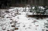 Sheds2007DeerPotter8ptSetATL.jpg (191140 bytes)