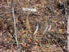 Sheds2007DeerPotterNiceOldRight.jpg (226242 bytes)