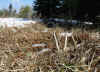 ShedsDeer06BigBrowMed.jpg (361980 bytes)