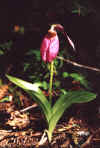 ShowyLadySlipper.jpg (75103 bytes)